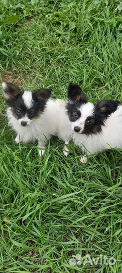 Щенки папийона