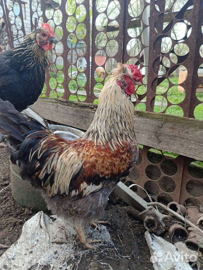 Молодые петушки