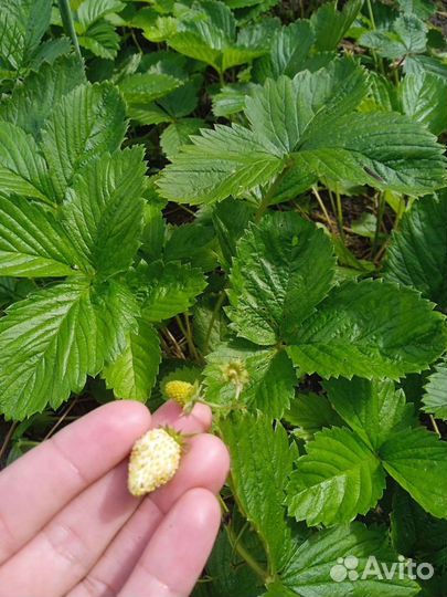 Отводки виктории