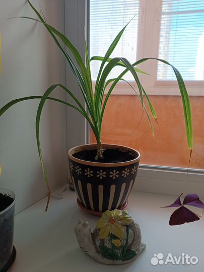 Пальма панданус