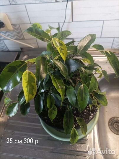 Фикус бенджамина.Фикус вариегатный