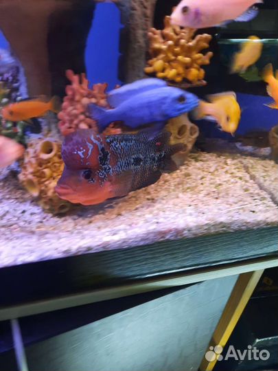 Аквариумные рыбки