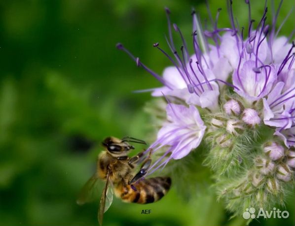 Мед 2024 года из Алтая оптом