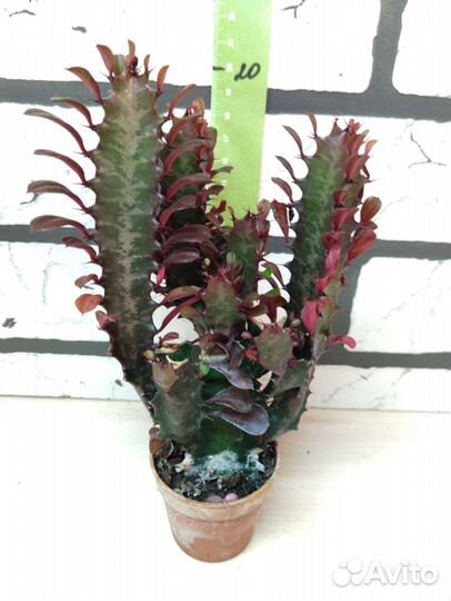 Молочай эуфорбия