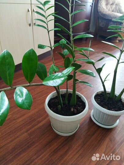 Замиокулькас