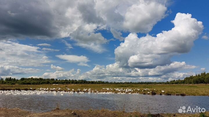 Гуси молодые порода Линда