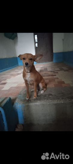 Маленькая собачка бесплатно