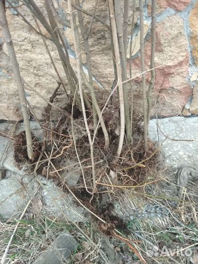 Саженцы клёна