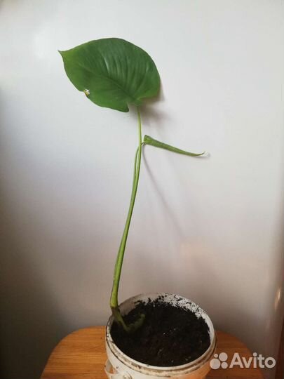 Фикус Бенжамина, Монстера,сциндапсус,филодендрон