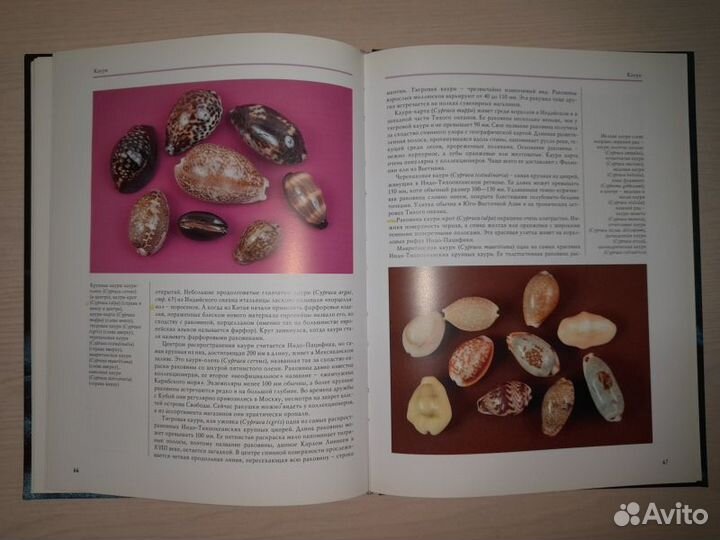 Владимир Ершов. Чарующий мир раковин