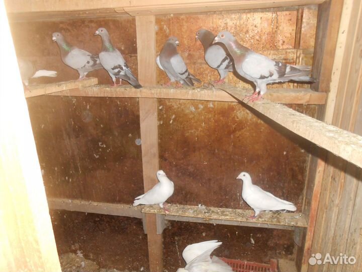 Г О Л У Б И домашние