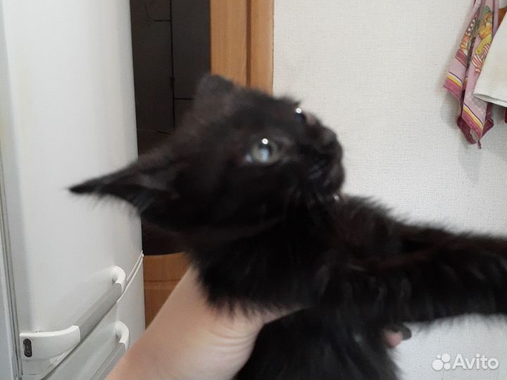 Дворянская