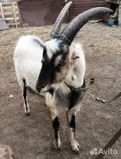 Козел породы Ламанча