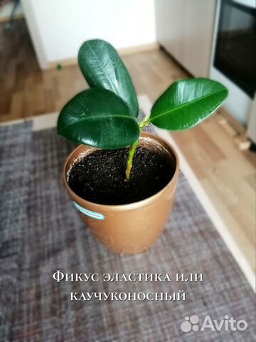 Комнатные домашние растения