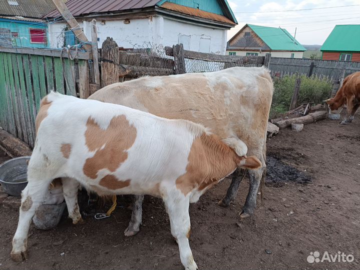 Корова с теленком