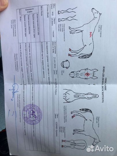 Продам жеребца