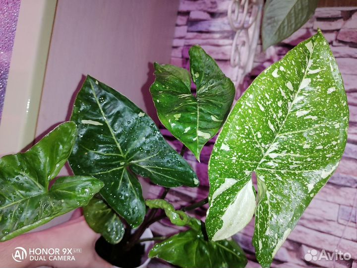 Сингониум Пинк Спот, Панда, Вайт Баттерфляй