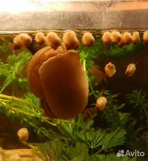 Улитки ампулярии