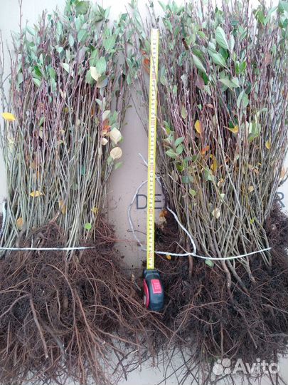 Саженцы кизильника блестящего