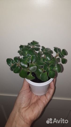 Аихризон дерево любви