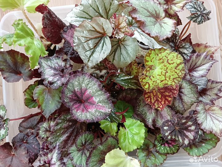 Продам бегонии