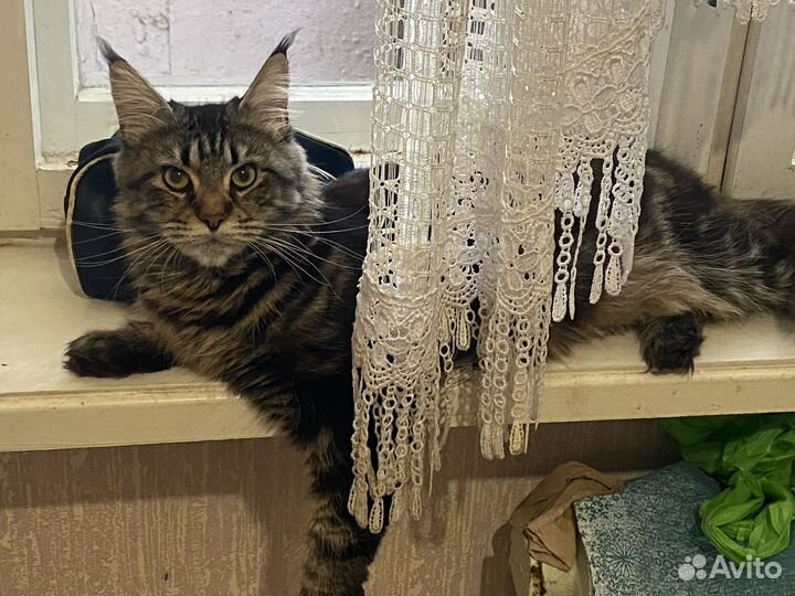 Кошки мейн-кун