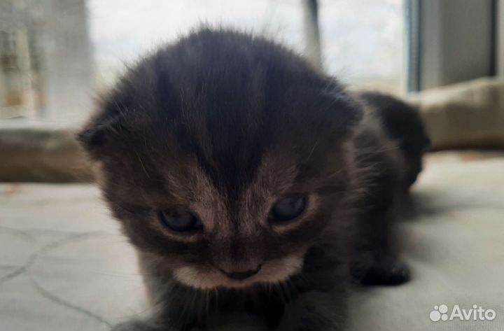 Британские котята