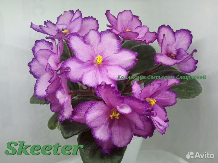 Фиалки цветущие