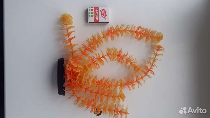 Сомики анциструсы