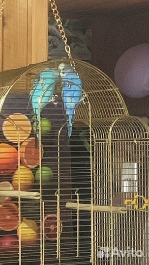 Волнистый попугай