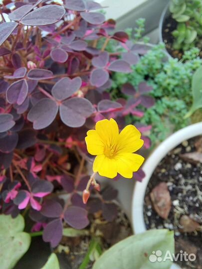 Кислица вулканическая