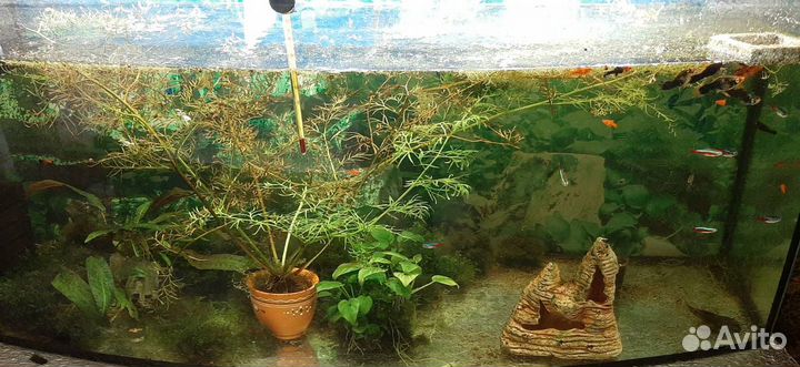 Аквариум