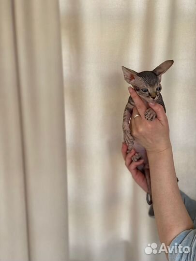 Канадский сфинкс котята