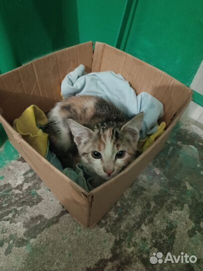 Котенок в дар