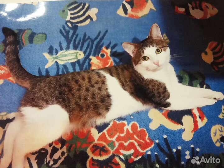 Усы кота кошачьи усы вибриссы брови кота