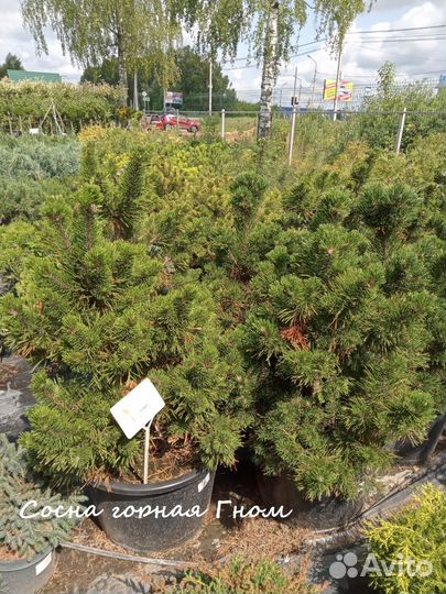 Сосна горная саженцы