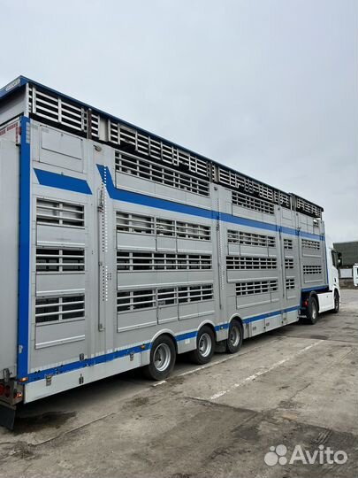 Перевозка скота по России и снг