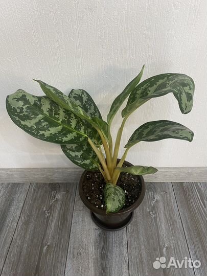 Аглонема Амазон Сильвер