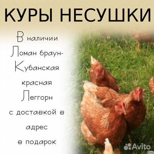 Куры несушки от фх