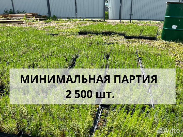 Саженцы сосны зкс оптом