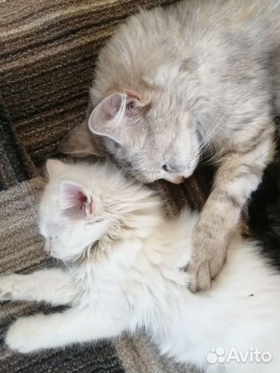 Отдам котенка в добрые руки