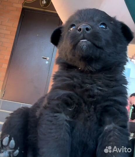 Щенок в добрые руки