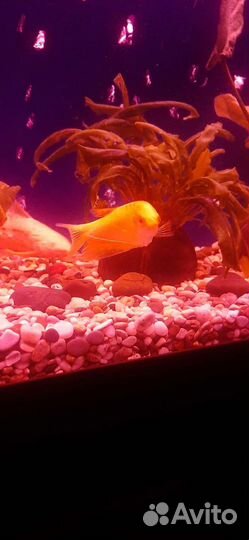 Гурами золотой