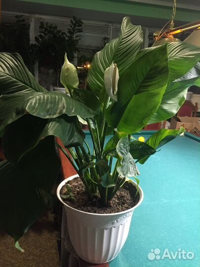 Спатифиллум