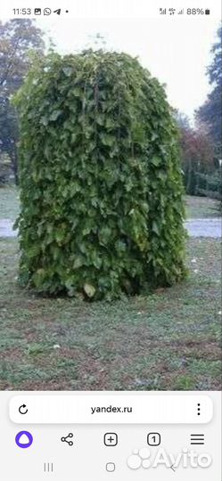 Плакучая шелковица