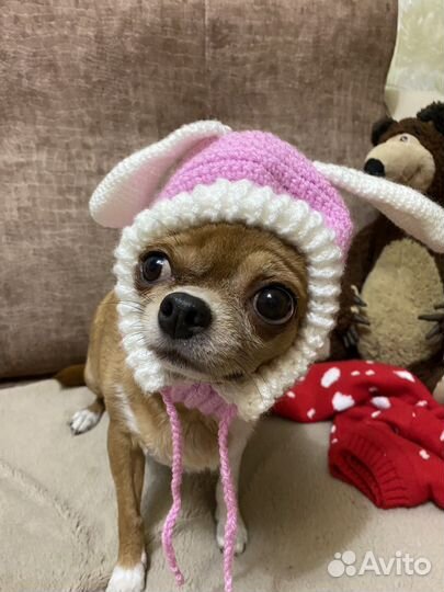 Шапочки для собак и кошек