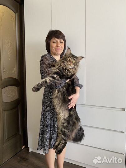 Вязка мейн-кун с родословной