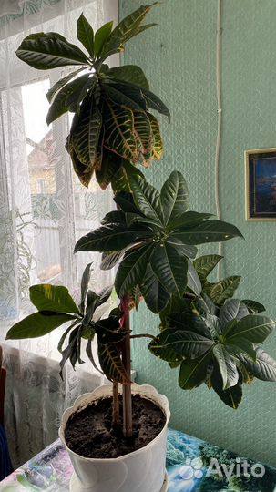 Кротон Петра