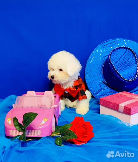 Милота - Бишон Фризе