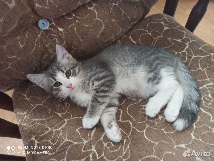 Котик в добрые руки